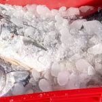 Cómo almacenar los peces después de su captura