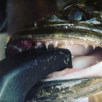 ¿Puedes comer pescado con cabeza de serpiente?