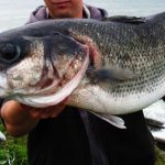 ¿Qué tamaño de rollo debería usar para la pesca de la lubina?