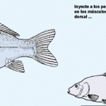 reproduccion-de-los-peces-de-rio