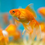 ¿Son los peces dorados buenos para comer?