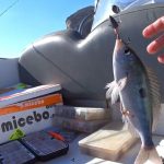 Técnicas de Pesca - Carpfishing, Spinning, pesca a Mosca, Pesca con cebo vivo o pez muerto